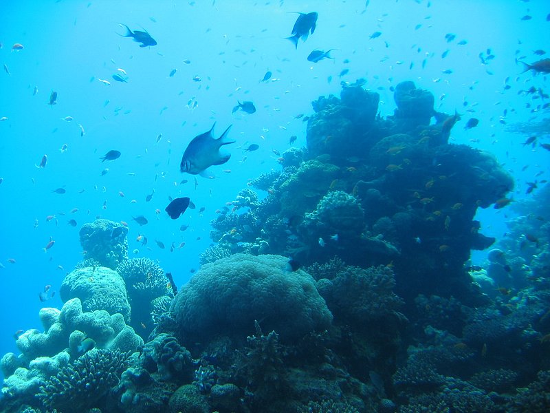 Underwater Scenery.jpg :: Coral reef with fish taken in the Red Sea.