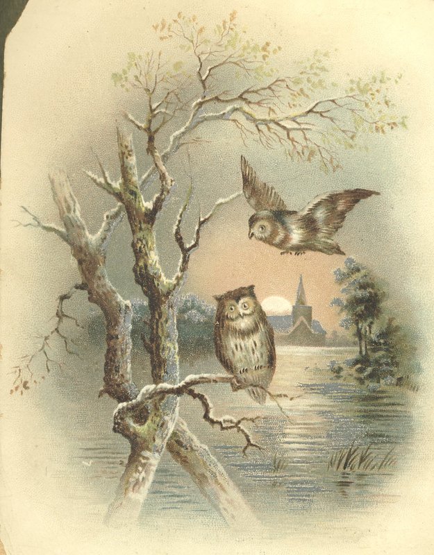 Vintage Owls.jpg :: Stock images are available for download at $3.00 each (plus .50 PayPal fee) and are transferred at full resolution and are Royalty and Copyright free and can be used in commercial work.
