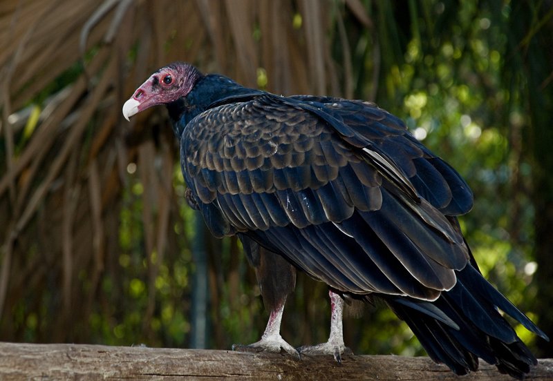 Vulture.jpg :: Stock images are available for download at $3.00 each (plus .50 PayPal fee) and are transferred at full resolution and are Royalty and Copyright free and can be used in commercial work.