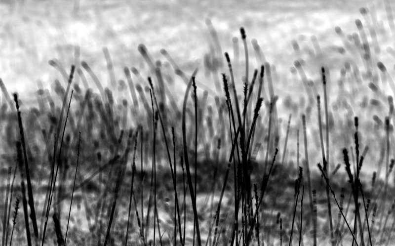Walking in Shades of Gray.jpg :: An abstract take on prairie grass taken in the heartland, USA.