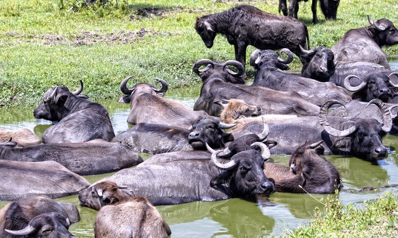 Water Buffalo.jpg :: Stock images are available for download at $3.00 each (plus .50 PayPal fee) and are transferred at full resolution and are Royalty and Copyright free and can be used in commercial work.