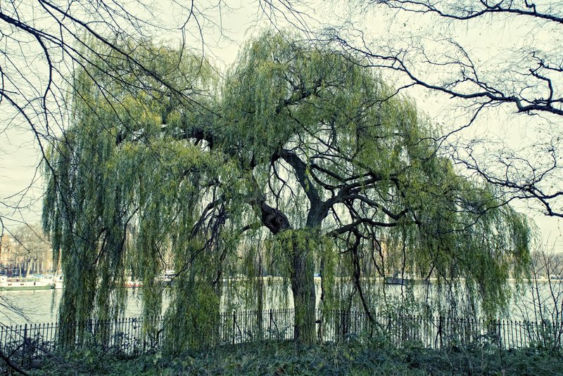 Weeping Willow.jpg :: ©2010 LKG Photography