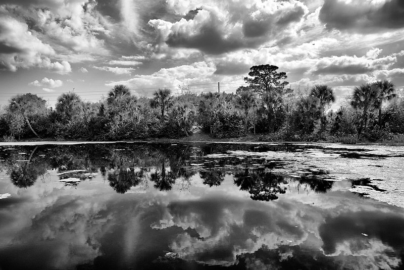 Wetland Reflections.jpg :: Taken at Green Cay Wetlands, Florida.