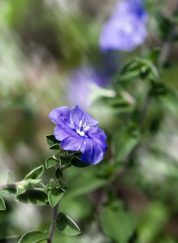 Where the Prettiest Flowers Dance.jpg :: \