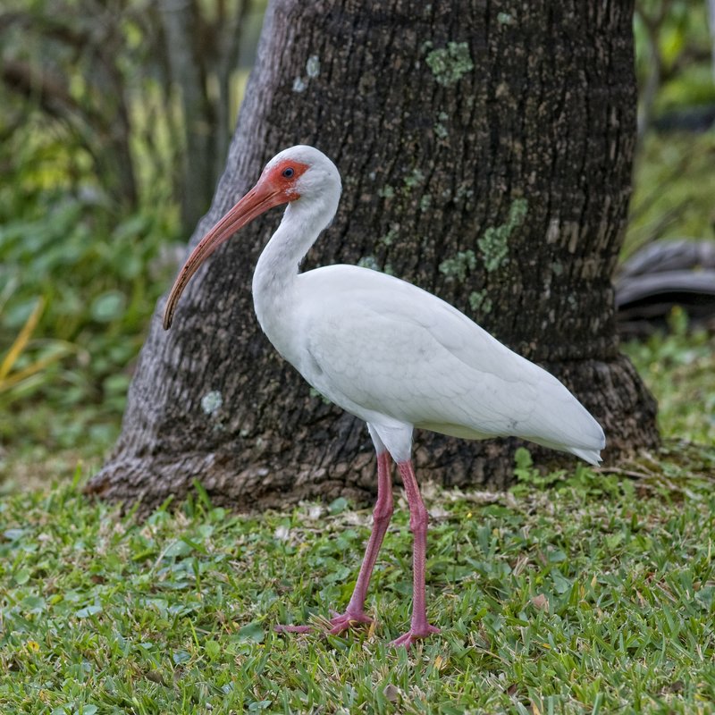 White Ibis 2.jpg :: ©2010 LKG Photography