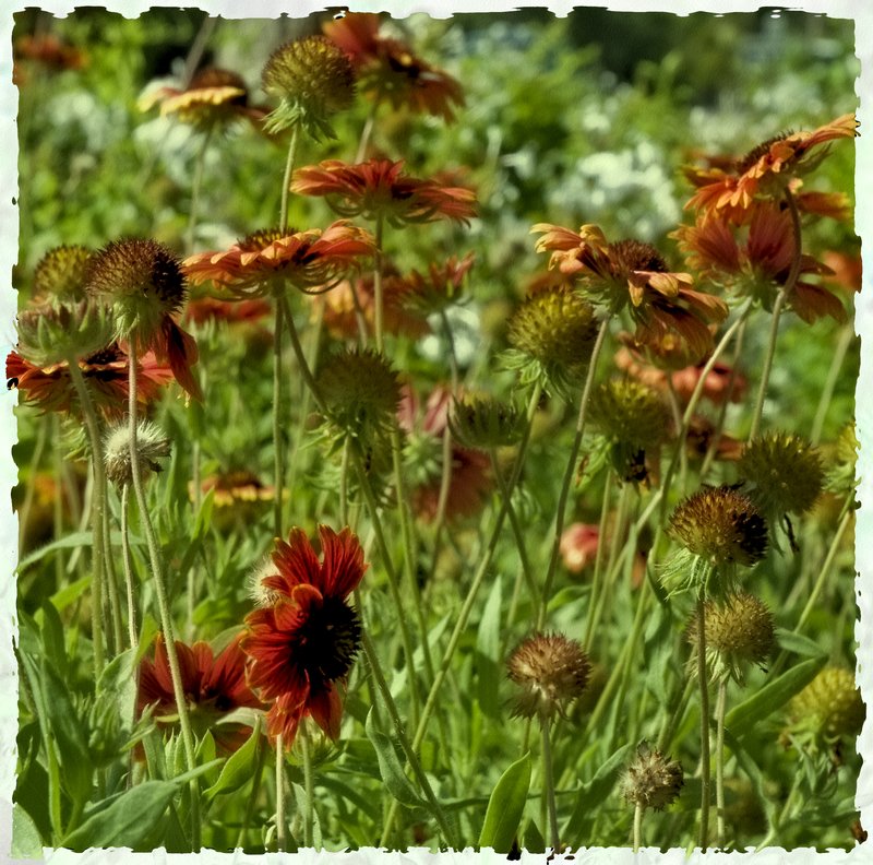 Wild Daisies.jpg