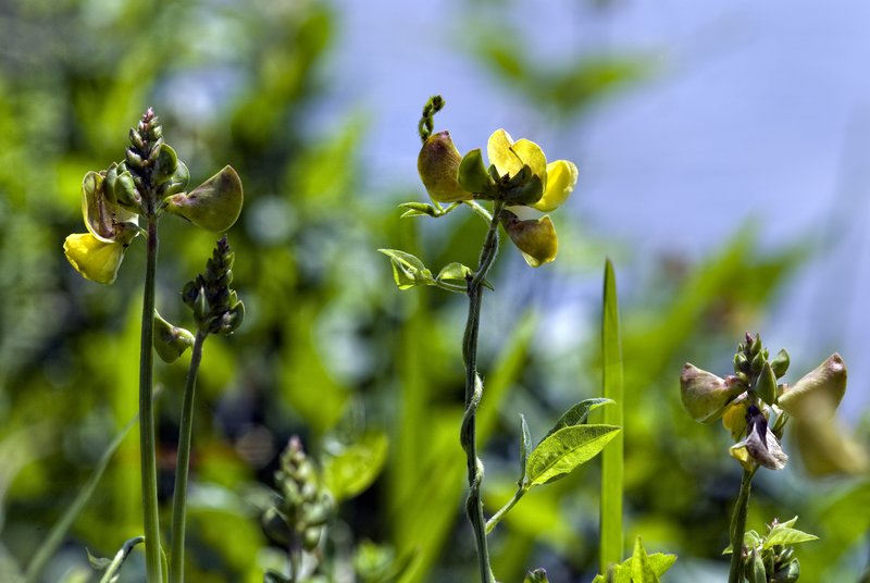 Wildflower Thicket.jpg :: ©2010 LKG Photography