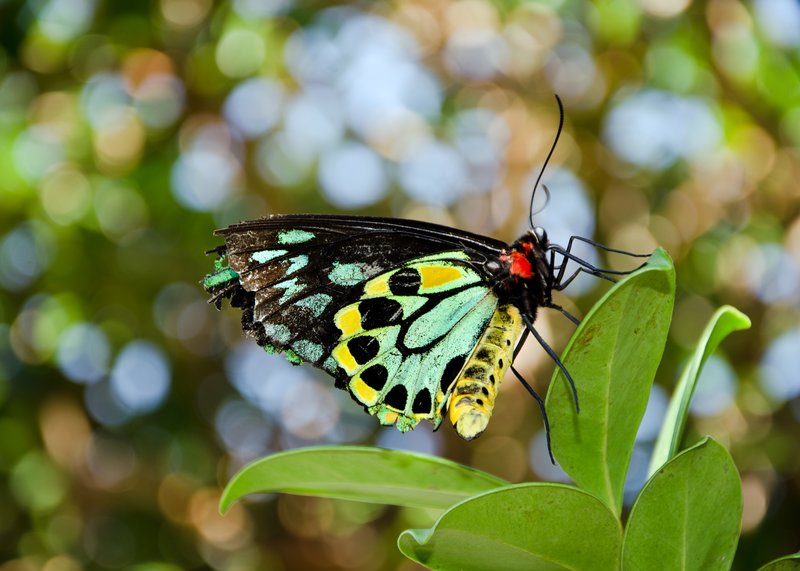 Winged Blossom.jpg :: Cairns Birdwing butterfly on a bokeh background