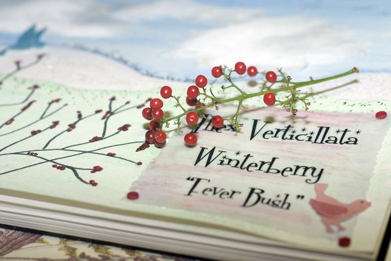 Winterberry.jpg :: @2009 www.lkgphoto.com
