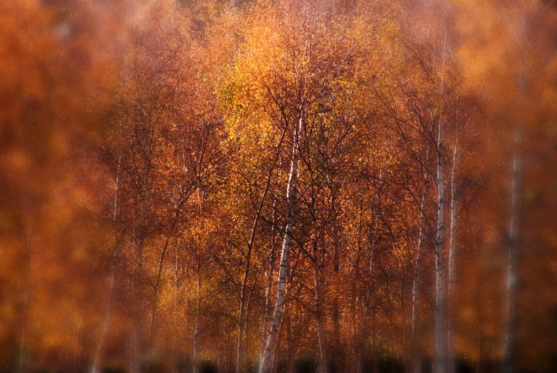 Wise in Silence.jpg :: 
©2010 LKG Photography
