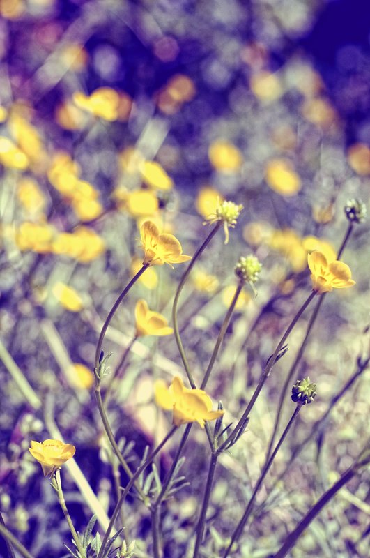 Woodland Yellows.jpg :: Yellow wildflowers