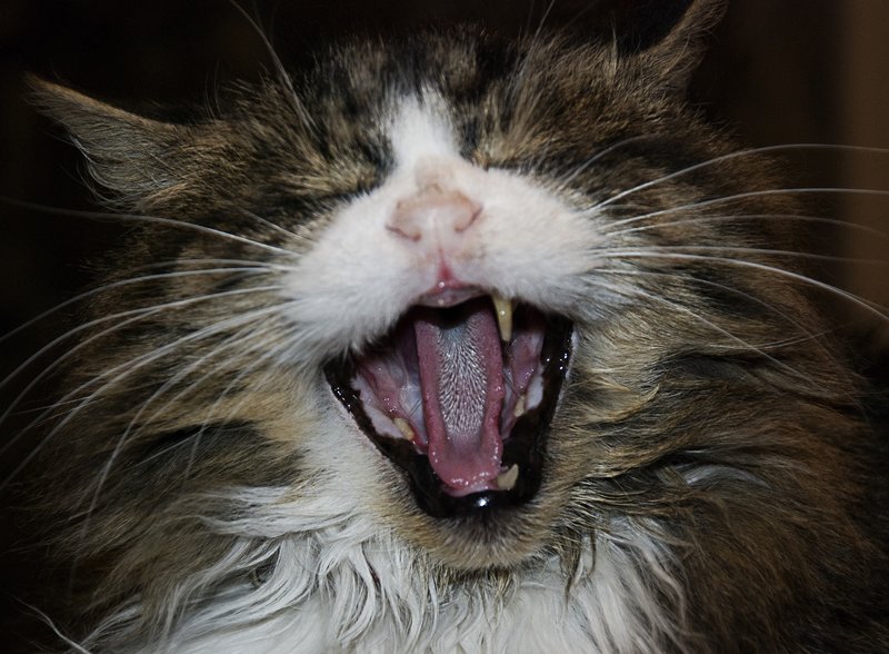 Yawning Cat with Dental Issues.jpg :: Stock images are available for download at $3.00 each (plus .50 PayPal fee) and are transferred at full resolution and are Royalty and Copyright free and can be used in commercial work.