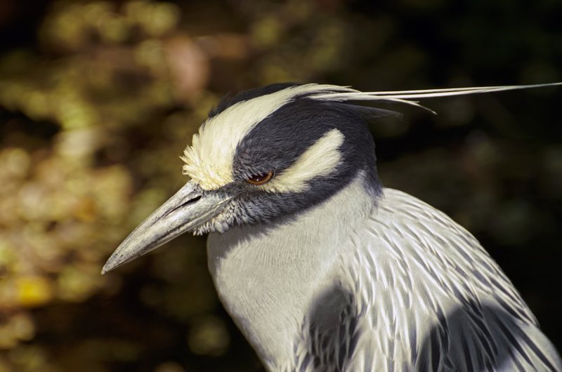 Yellow Crowned Night Heron.jpg :: ©2013 LKG Photography