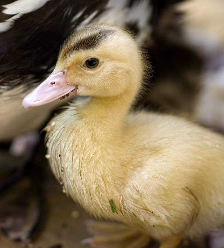Yellow Duckling.jpg :: Stock images are available for download at $3.00 each (plus .50 PayPal fee) and are transferred at full resolution and are Royalty and Copyright free and can be used in commercial work.