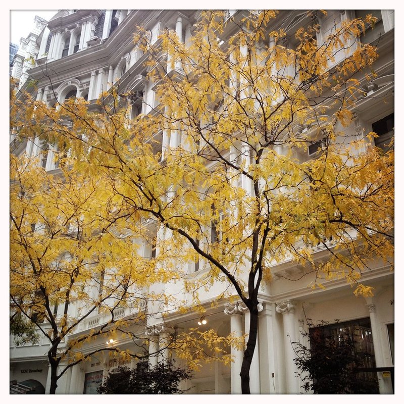 YellowAndWhite.jpg