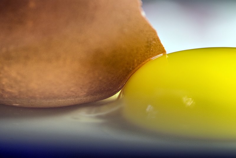 Yolk.jpg :: Stock images are available for download at $3.00 each (plus .50 PayPal fee) and are transferred at full resolution and are Royalty and Copyright free and can be used in commercial work.