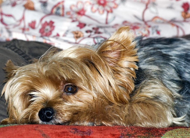 Yorkshire Terrier.jpg :: Stock images are available for download at $3.00 each (plus .50 PayPal fee) and are transferred at full resolution and are Royalty and Copyright free and can be used in commercial work.