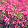 Through the Pink.jpg
