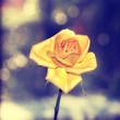 Yellow Rose.jpg
