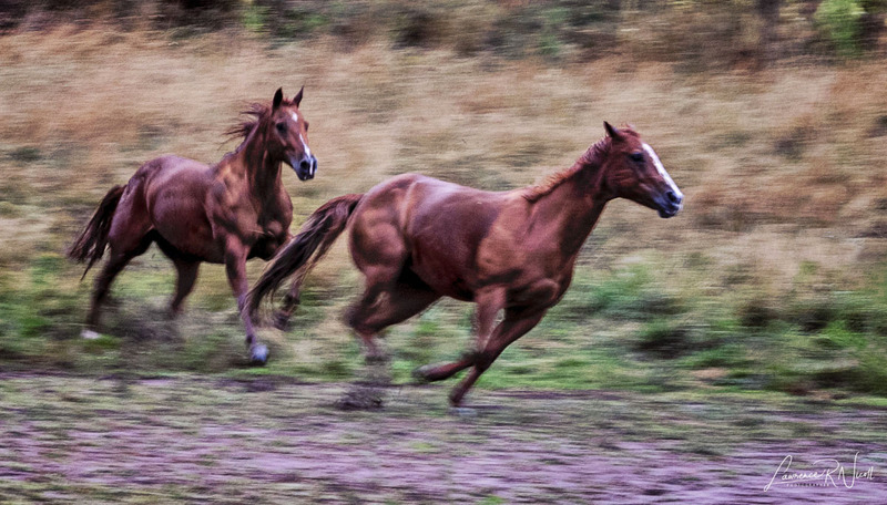 _LRN3159 -Filled with the Energy of a Storm.jpg