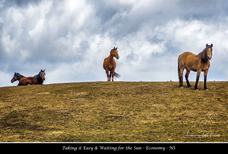 _LRN3891  -Horses on Guard(1).jpg