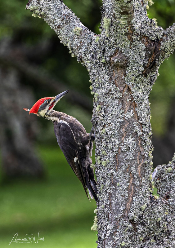 _LRN4086 -Pileated Woodpecker .jpg