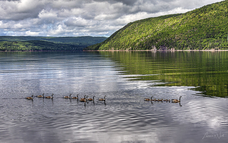 _LRN5058 - Geese Family Outing.jpg