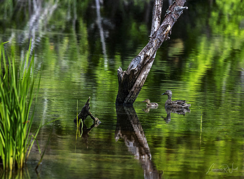 _LRN5277 -Ducks in the Pond.jpg