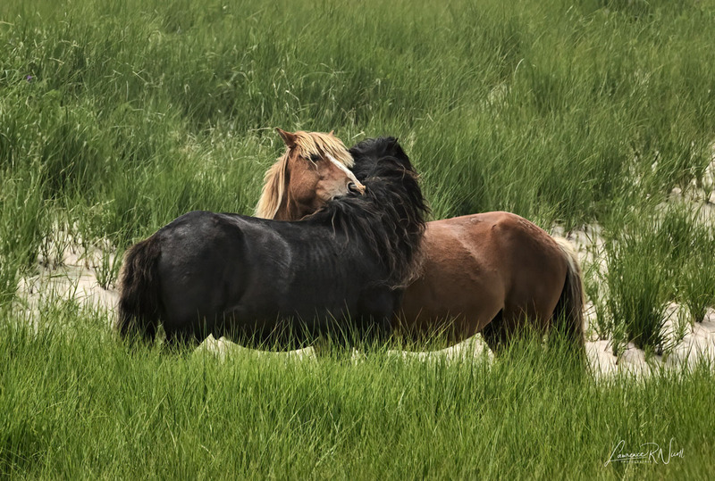 _LRN5331 -Sable Island Horses.jpg