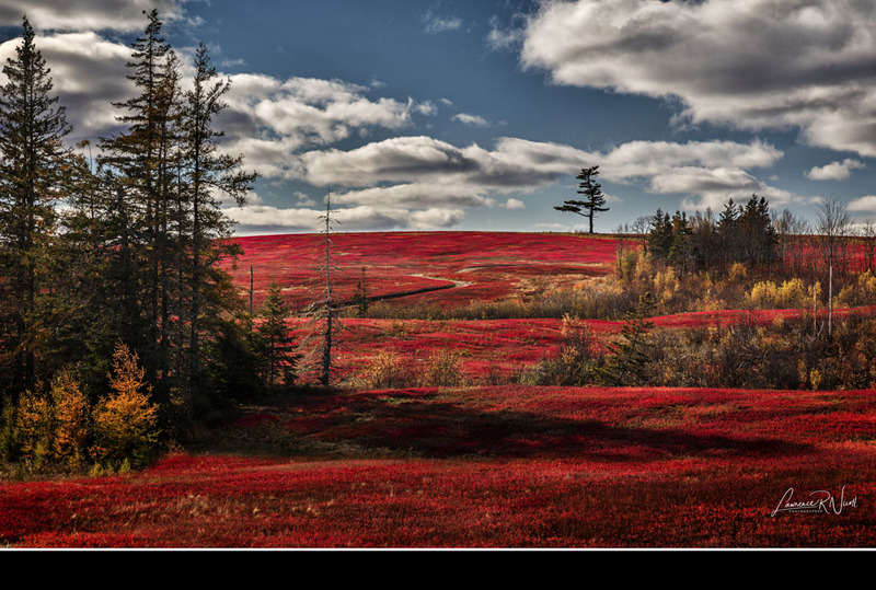 _LRN5895-5902 -The Tree and the Blueberry Fields.jpg