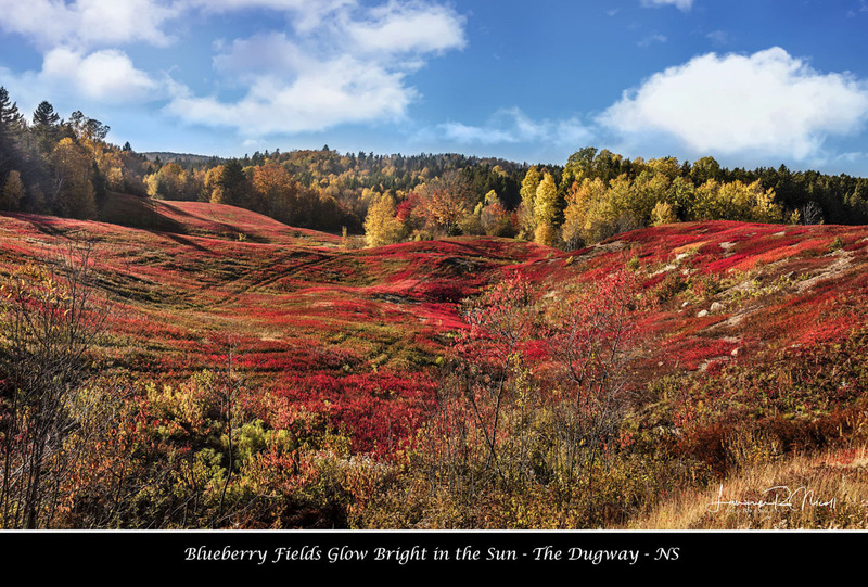 _LRN6163-72 -The Dugway berry Fields.jpg