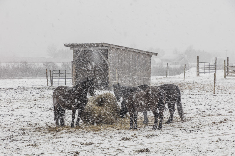 _LRN6259 -Spirit Reins -Horses in the Snow  -WEBSITE.jpg