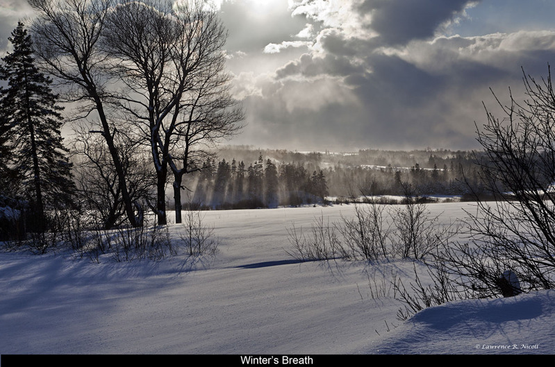 _MG_-5547 -Winters Breath.jpg