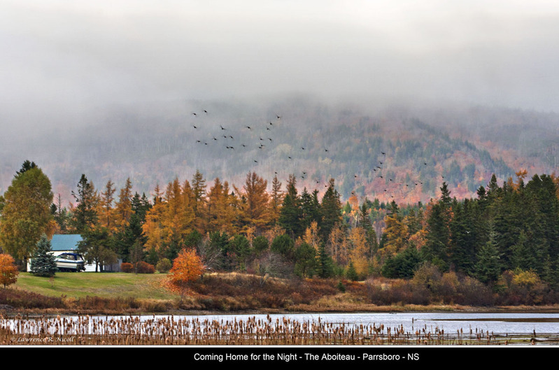 _MG_0774 -Comin Home in the Mist.jpg
