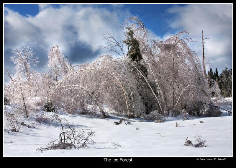 _MG_1975 -Forest of Ice.jpg
