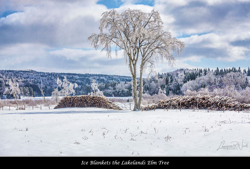 _MG_2282-87 - Frosted Elm.jpg