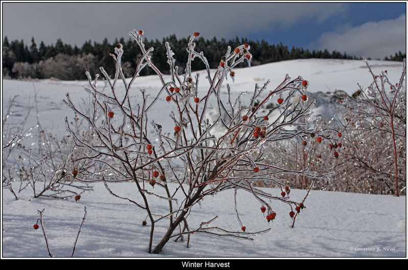 _MG_2359 -Ice Sculture .jpg