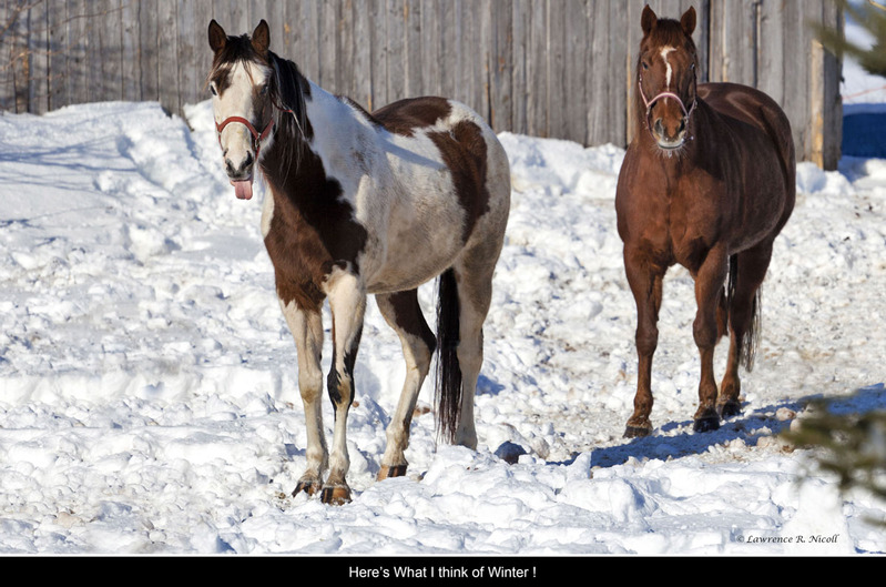 _MG_2451 -Sassy Horses (1).jpg