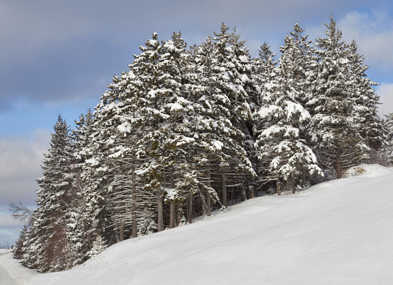 _MG_2907 -Fresh Snow to start the day.jpg