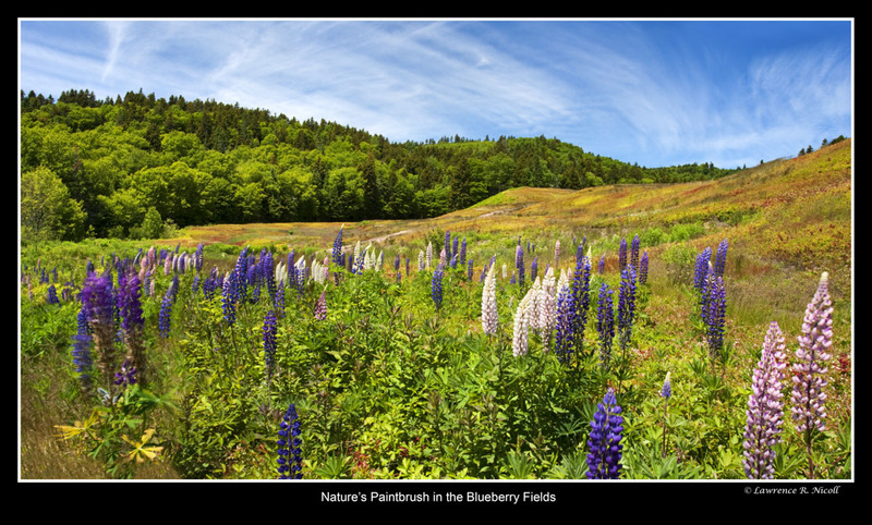 _MG_3903-3924 -Lupens  Blueberry Fields.jpg