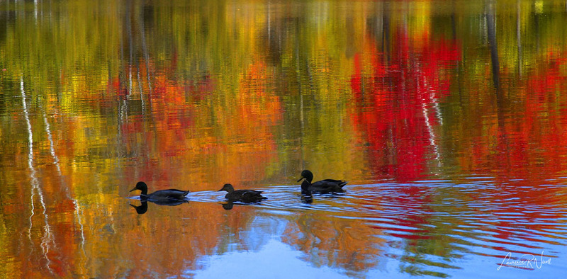 _MG_4563 -Ducks in-a-Row.jpg