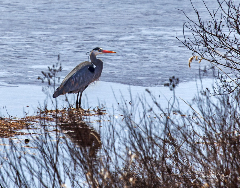 _MG_5236 -Blue Heron -VIV -CRPD  -WEBSITE.jpg
