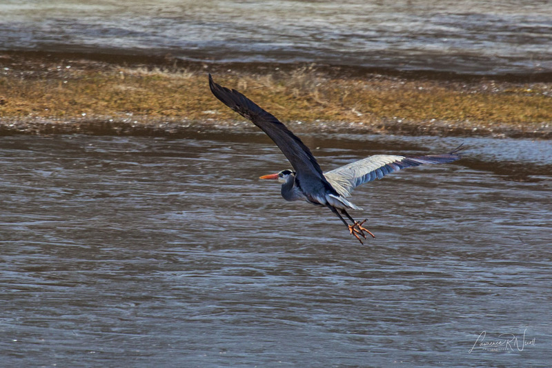 _MG_5240 -Blue Heron.jpg