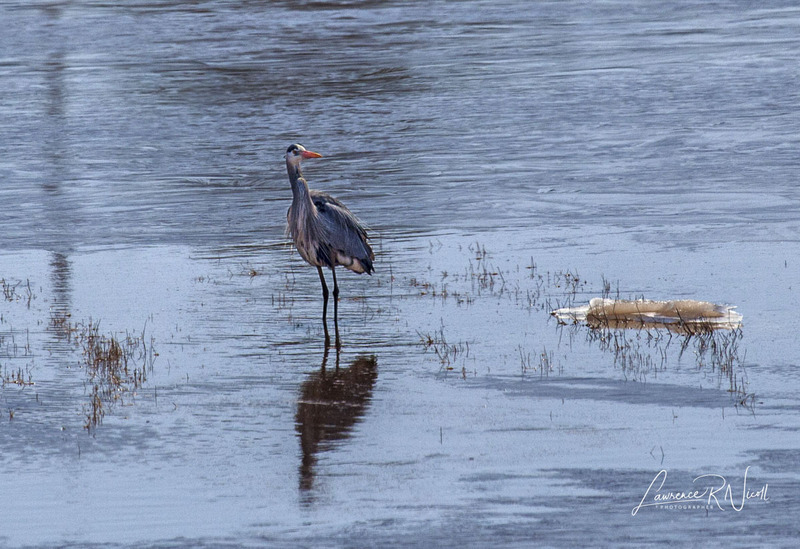_MG_5248 -Blule Heron Crpd-B  -WEBSITE.jpg