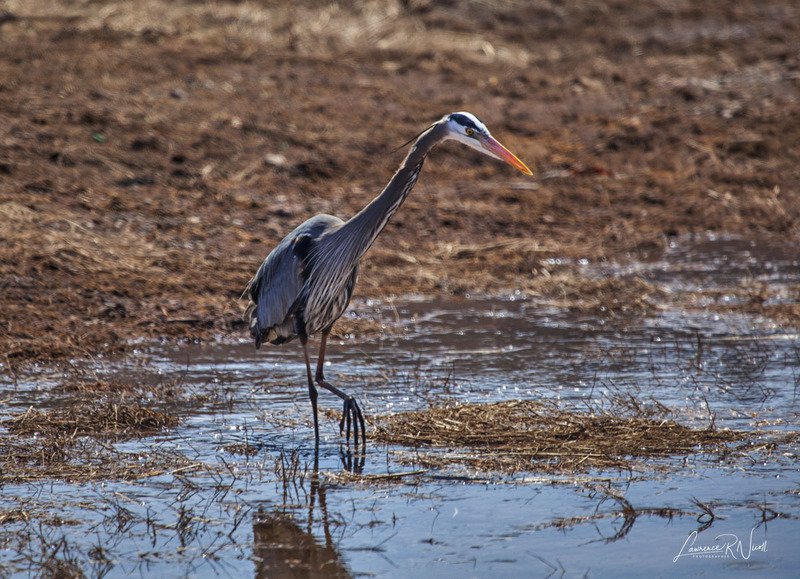 _MG_5390 -Blue Heron -CRPD  -WEBSITE.jpg