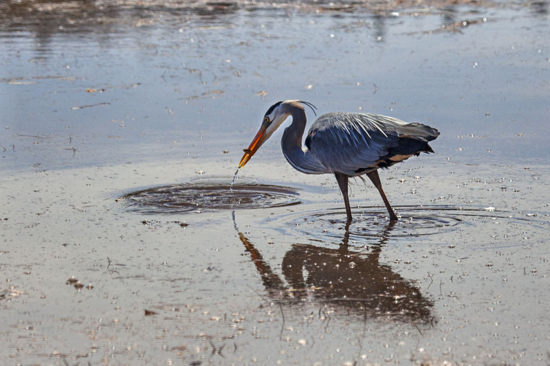 _MG_5468 -Blue Heron Fishing(1).jpg