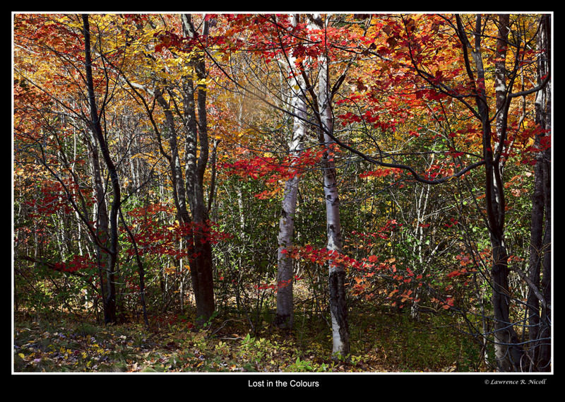 _MG_5487 -Fall Colours.jpg