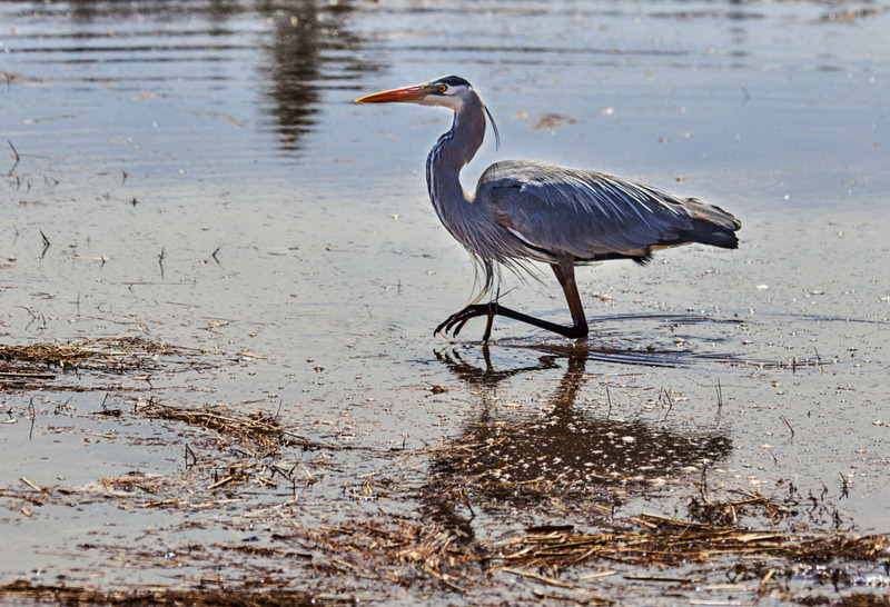 _MG_5493 -Blue Heron -CRPD  -WEBSITE.jpg
