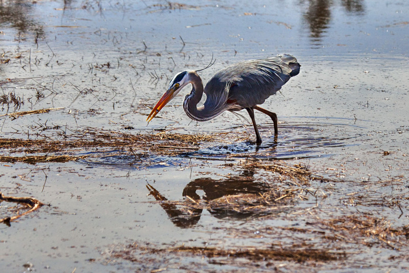 _MG_5498 -Blue Heron Fishing(1).jpg