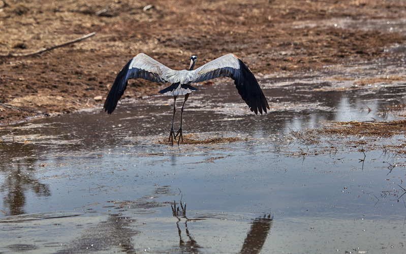_MG_5511 -Blue Heron(1).jpg
